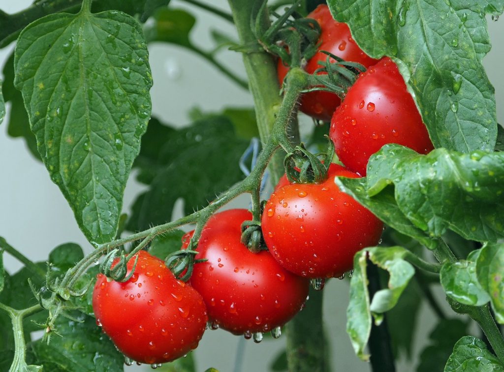 Plantas y frutos de tomate