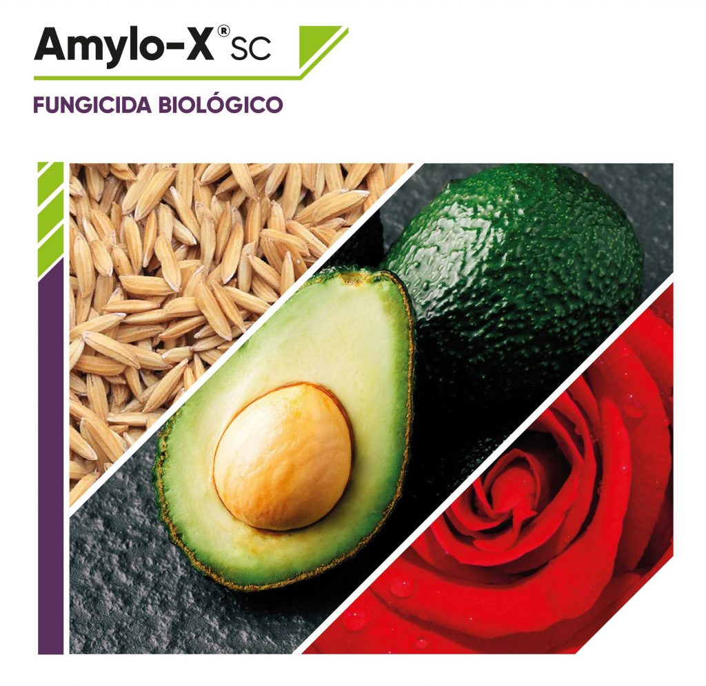 Amylo-X, fungicida biológico