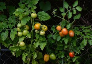 Cultivo de tomate