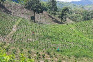 Campesinos en cultivo de café